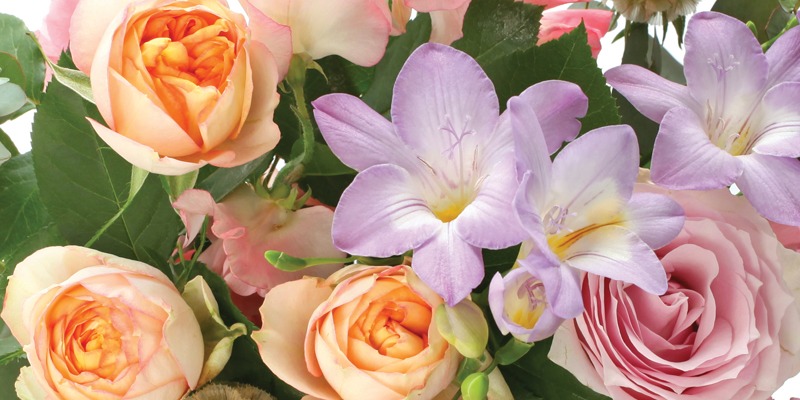 pink and purple flowers